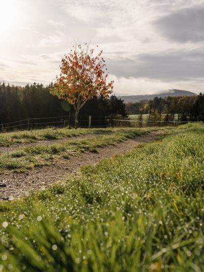 Un arbre isolé aux feuilles rouges se trouve dans une prairie près d'un sentier, entouré de forêts et de collines en arrière-plan.