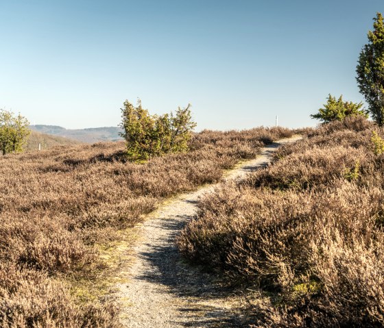 Hiking through heath and juniper on the Traumpfad Juniper Trail, © Eifel Tourismus GmbH, D. Ketz
