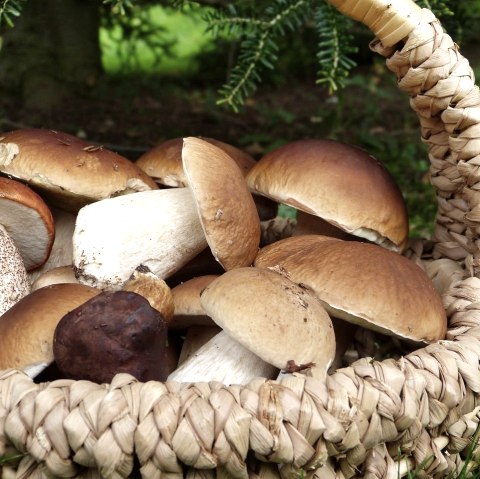 Champignons, © Pixabay