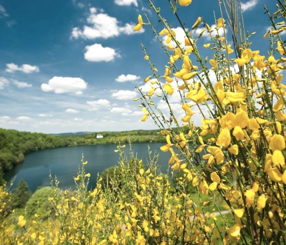 Ginster am Maar, © © GesundLand Vulkaneifel / D. Ketz