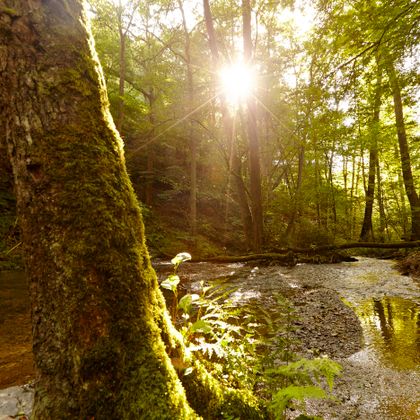 Zonlicht valt door een dicht bos op een rustig beekje.