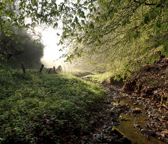 Wall track Weidingen, © Naturpark Südeifel, V. Teuschler