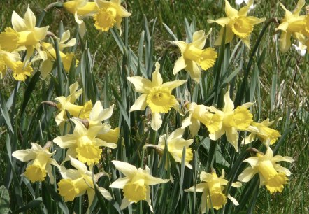Daffodils in the Perlenbach valley, © Monschau-Touristik