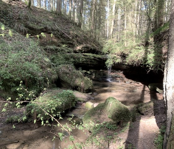Ein Waldweg mit üppiger Vegetation, einem kleinen Wasserfall und moosbewachsenen Steinen. Sonnenlicht fällt durch die Bäume., © Benjamin Milbach