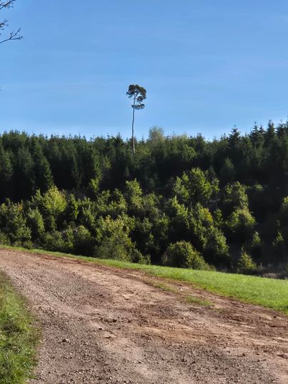 Ein Kiesweg führt durch eine grüne Landschaft mit Bäumen. Am Rand steht ein einzelner hoher Baum vor einem blauen Himmel.