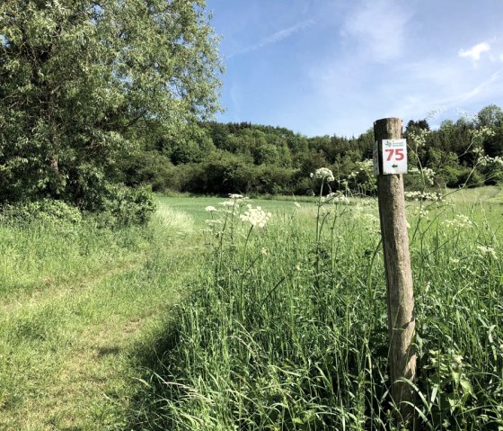 Ein Holzpfosten mit der Markierung '75' steht auf einer grünen Wiese im Naturpark Südeifel. Im Hintergrund sind Bäume und blauer Himmel zu sehen., © TI Bitburger Land