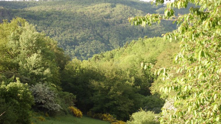 Un paysage vert avec beaucoup d'arbres et des collines douces. En arrière-plan, on aperçoit des montagnes boisées.