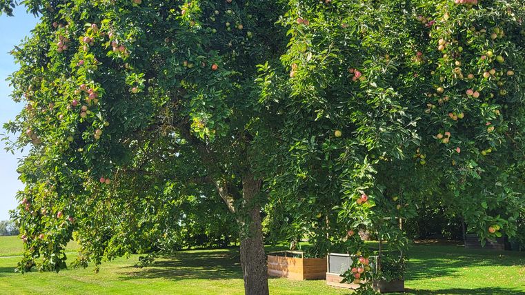 Een grote boom met groene bladeren en veel vruchten staat op een weiland. Op de achtergrond is een houten constructie zichtbaar.
