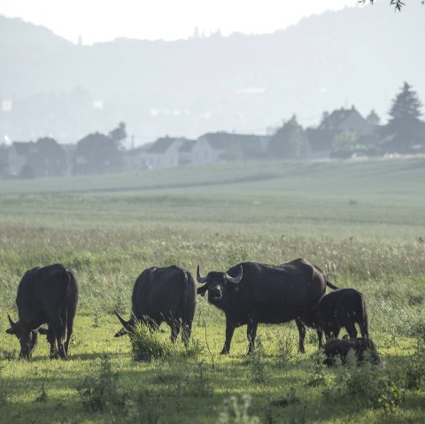 Prairies de Thuringe, © Kappest/Vulkanregion Laacher See