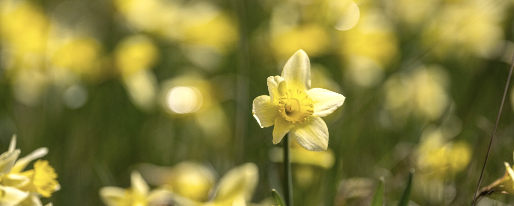 Prairies de narcisses dans la vallée du Perlenbach, © Städteregion Aachen, Dominik Ketz