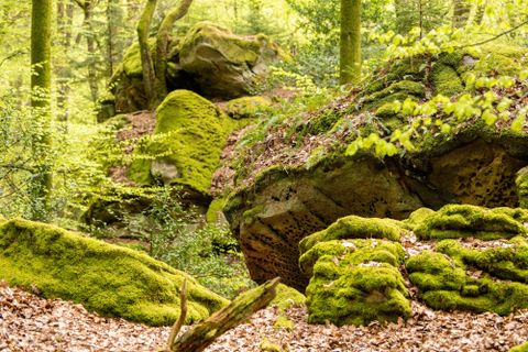 A picturesque forest with autumn colors and moss-covered rocks. The trees are tall and sturdy, while the path gently winds through the landscape.