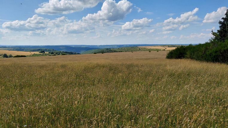 Une vaste prairie avec de hautes herbes et un ciel dégagé. À l'arrière-plan, on peut voir des collines douces et des forêts.