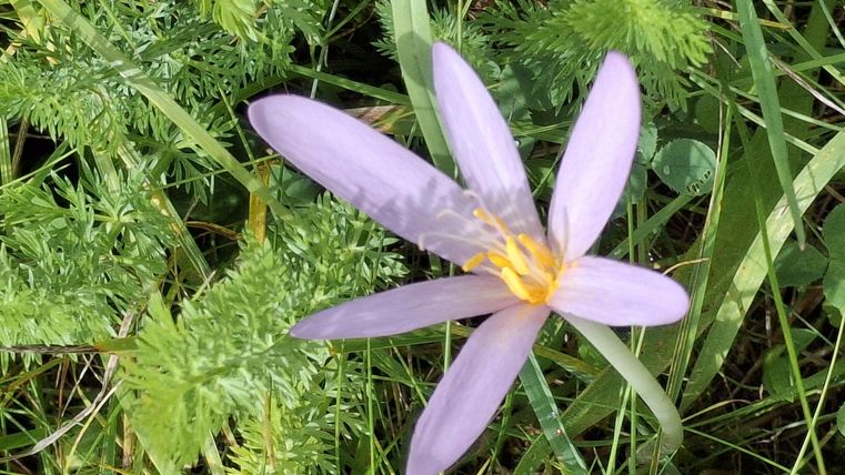 Eine zarte, lila Blume mit langen Blütenblättern wächst auf grünem Gras. Die Blüte hat gelbe Staubblätter in der Mitte.