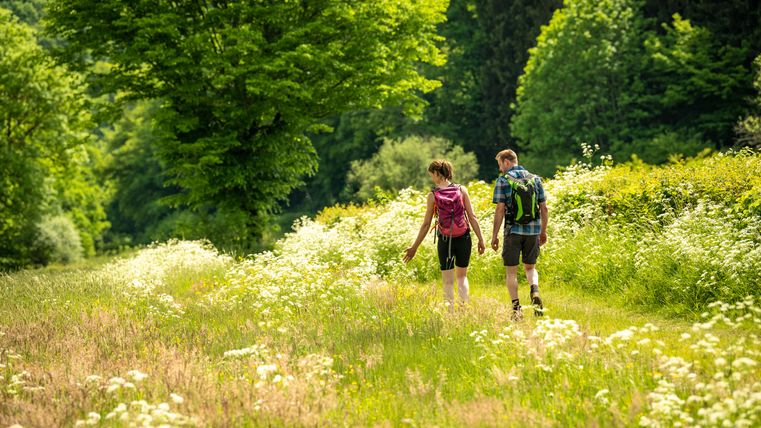 Two hikers walk through a flowering meadow with trees in the background.
