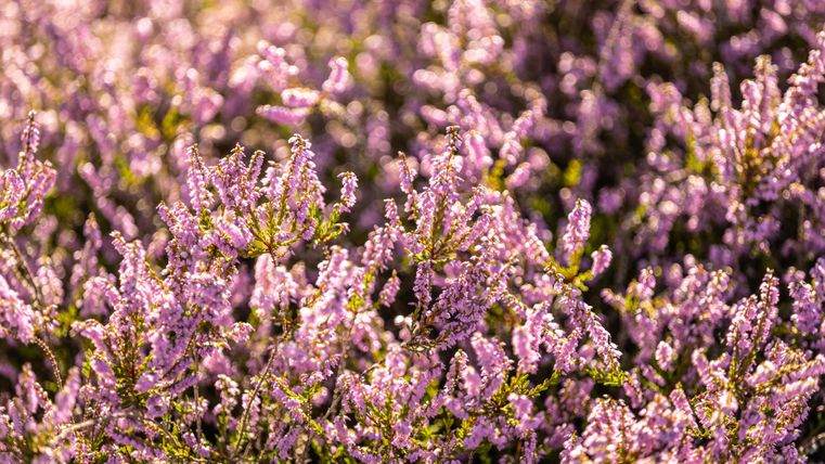 Gros plan sur de la bruyère en fleurs aux teintes violettes.