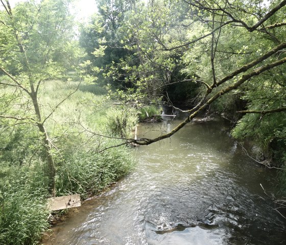 Ein kleiner Fluss fließt durch eine grüne Landschaft mit Bäumen und Gras. Die Sonne scheint durch das Blätterdach., © TI Bitburger Land