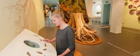 Junges Mädchen interagiert mit einer interaktiven Ausstellung im Nationalpark-Zentrum Eifel. Sie steht vor einer Infotafel mit Tierillustrationen und einem Bildschirm. Im Hintergrund ein großer, freigelegter Baumwurzelteller sowie naturkundliche Exponate und Wandgrafiken. Die Ausstellung zeigt Lebensräume und Artenvielfalt im Wald.