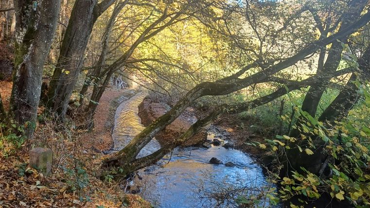 Unterhalb von Senscheid liegt das idyllische Trierscheider Bachtal. Es lädt zu ausgedehnten Wanderungen ein.