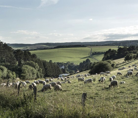 Landscape_7, © Nordeifel Tourismus GmbH & Zum Goldenen Schaf 2