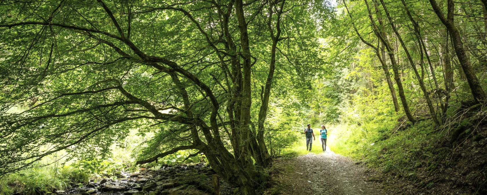 Sentier de randonnée à travers une forêt dense de feuillus, © Eifel Tourismus GmbH, Dominik Ketz