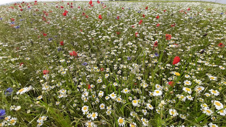 A colorful flower field with white, red, and blue flowers. The sky is slightly cloudy and the landscape appears vibrant.