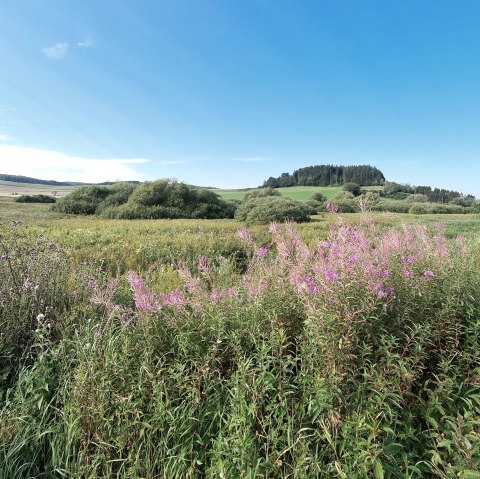 Heilpflanzen in der Vulkaneifel, © Natur- und Geopark, M. Müller