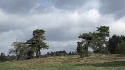Die Blumenrather Heide, © Foto: Svenja Schulze-Entrup, Quelle: Touristik-Büro Vordereifel