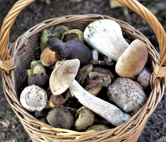 Cueillir des champignons, © pixabay