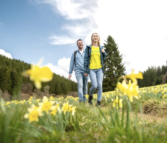 Wandern durch blühende Narzissenwiesen, © Eifel Tourismus GmbH, Dominik Ketz