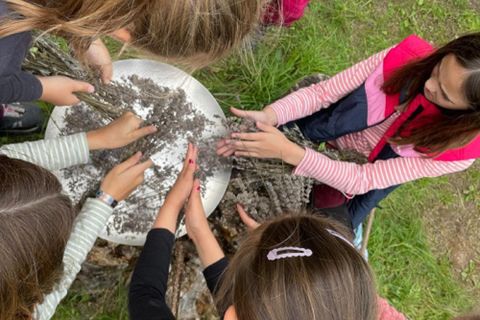 A group of children is working together at a table. They are collecting and processing lavender in nature.