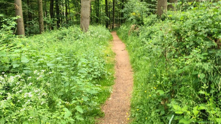 Een smal wandelpad loopt door een dichte, groene bos naar het uitzichtpunt Belvedere. Aan beide zijden groeien weelderige planten en bomen.