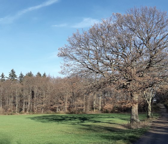 Ardbinna oak