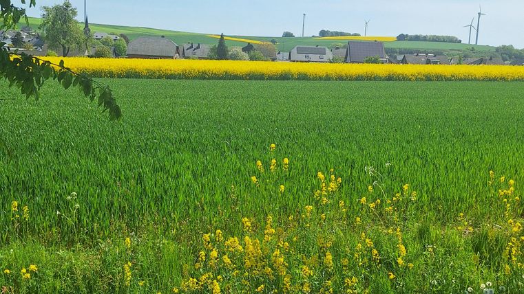 Ein grünes Feld mit gelben Blumen und einem klaren blauen Himmel. Im Hintergrund sind einige Gebäude zwischen den Feldern zu sehen.