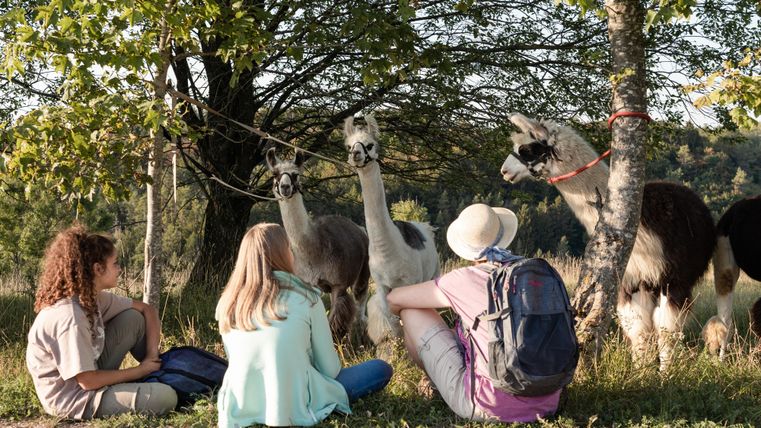Drie kinderen zitten in het gras en kijken naar schattige alpaca's. De dieren staan ontspannen naast een boom.