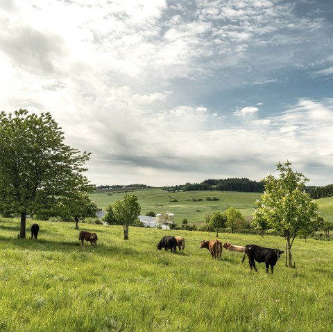 Vrijetijdsplaats Ellscheid, © Eifel Tourismus GmbH, Dominik Ketz