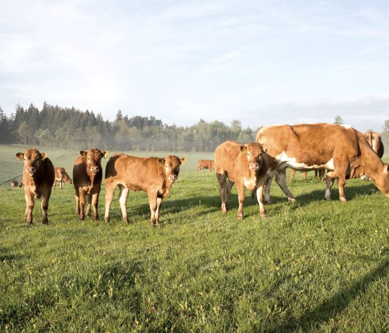 Mutterkuhhaltung - Glückliche Kühe auf der Weide, © Anne Single