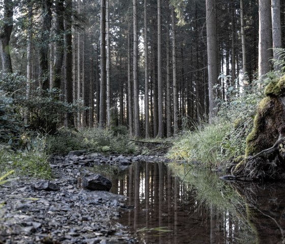 Eifelspur Dahlem Quellenpfad - Source de la Simmel, © Nordeifel Tourismus GmbH