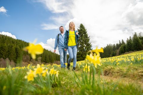 Ein Paar spaziert durch ein blühendes Feld voller Narzissen. Im Hintergrund sind Bäume und ein klarer Himmel zu sehen.