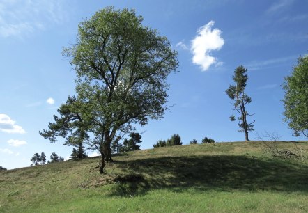 jeneverbes-arft_1, © Svenja Schulze-Entrup