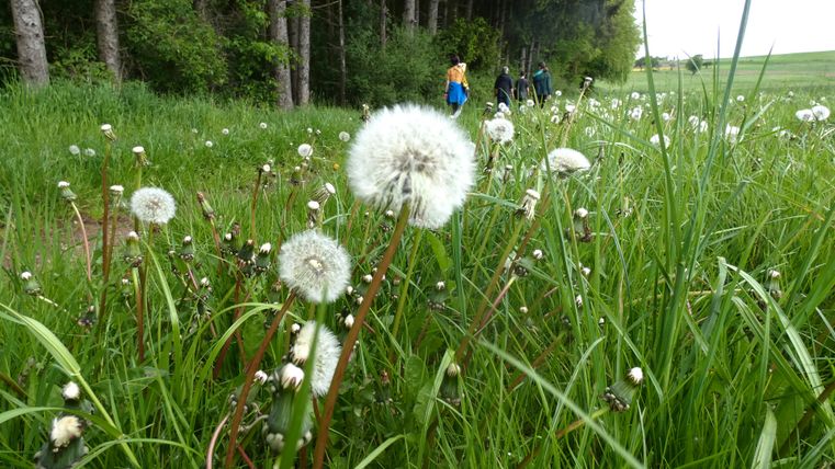 Paardenbloemweide met wandelaars op de achtergrond.