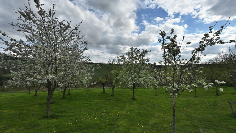 Natuur binnen handbereik: fruitboomgaard achter het huis.