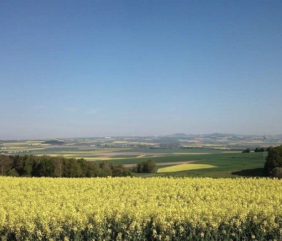 Magnifique floraison du colza sur le Maifeld
